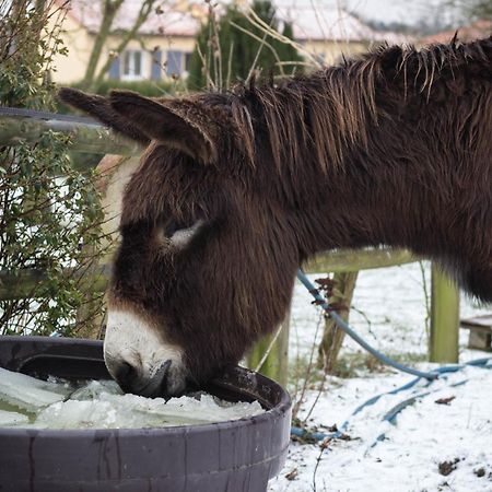 Domaine Des Fees Lägenhet La Gaubretiere Rum bild