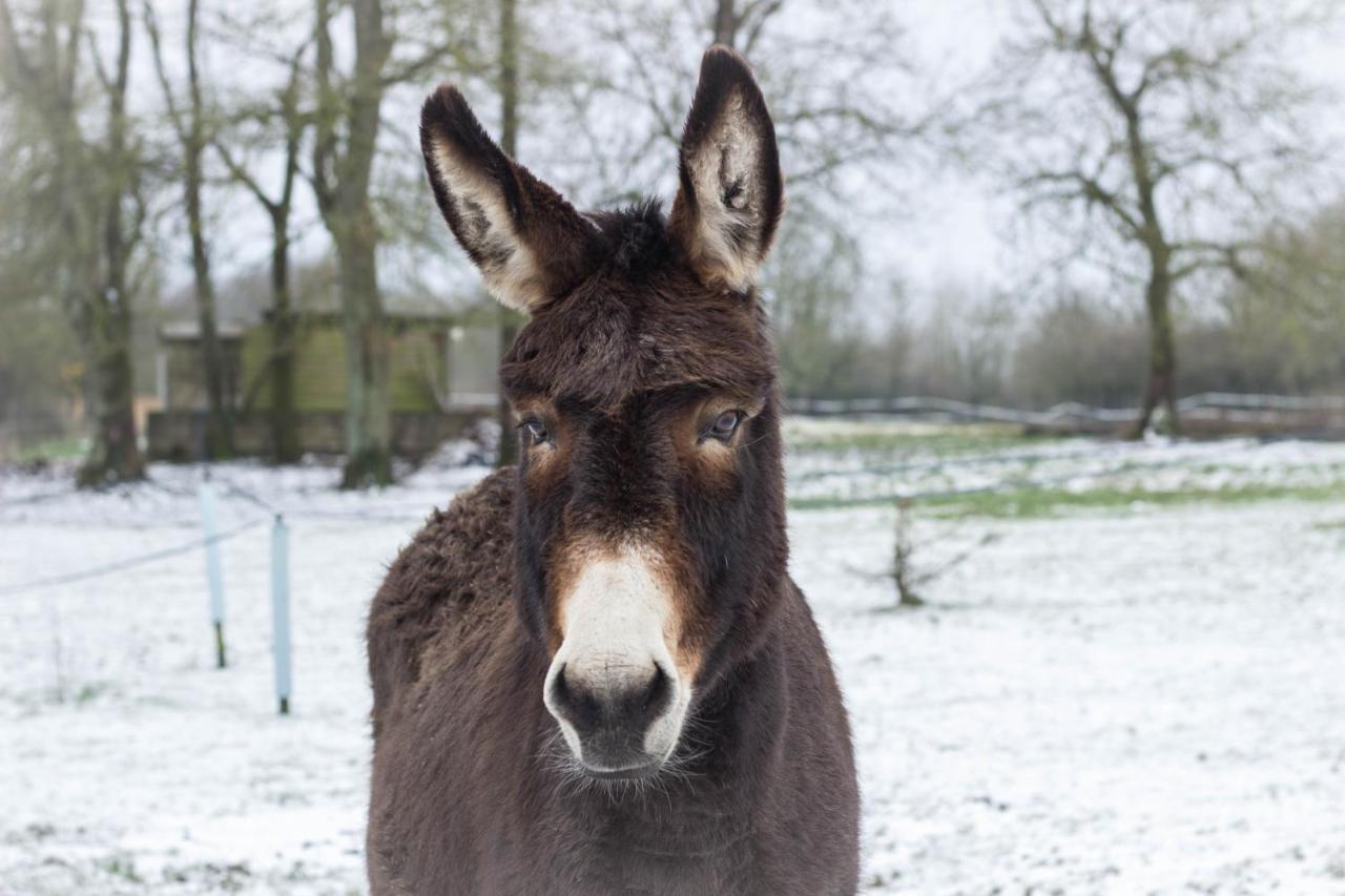 Domaine Des Fees Lägenhet La Gaubretiere Exteriör bild
