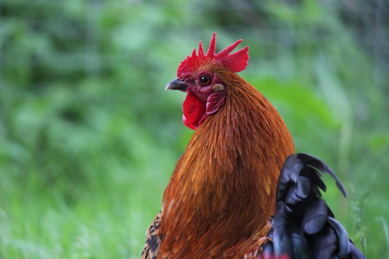 Domaine Des Fees Lägenhet La Gaubretiere Exteriör bild