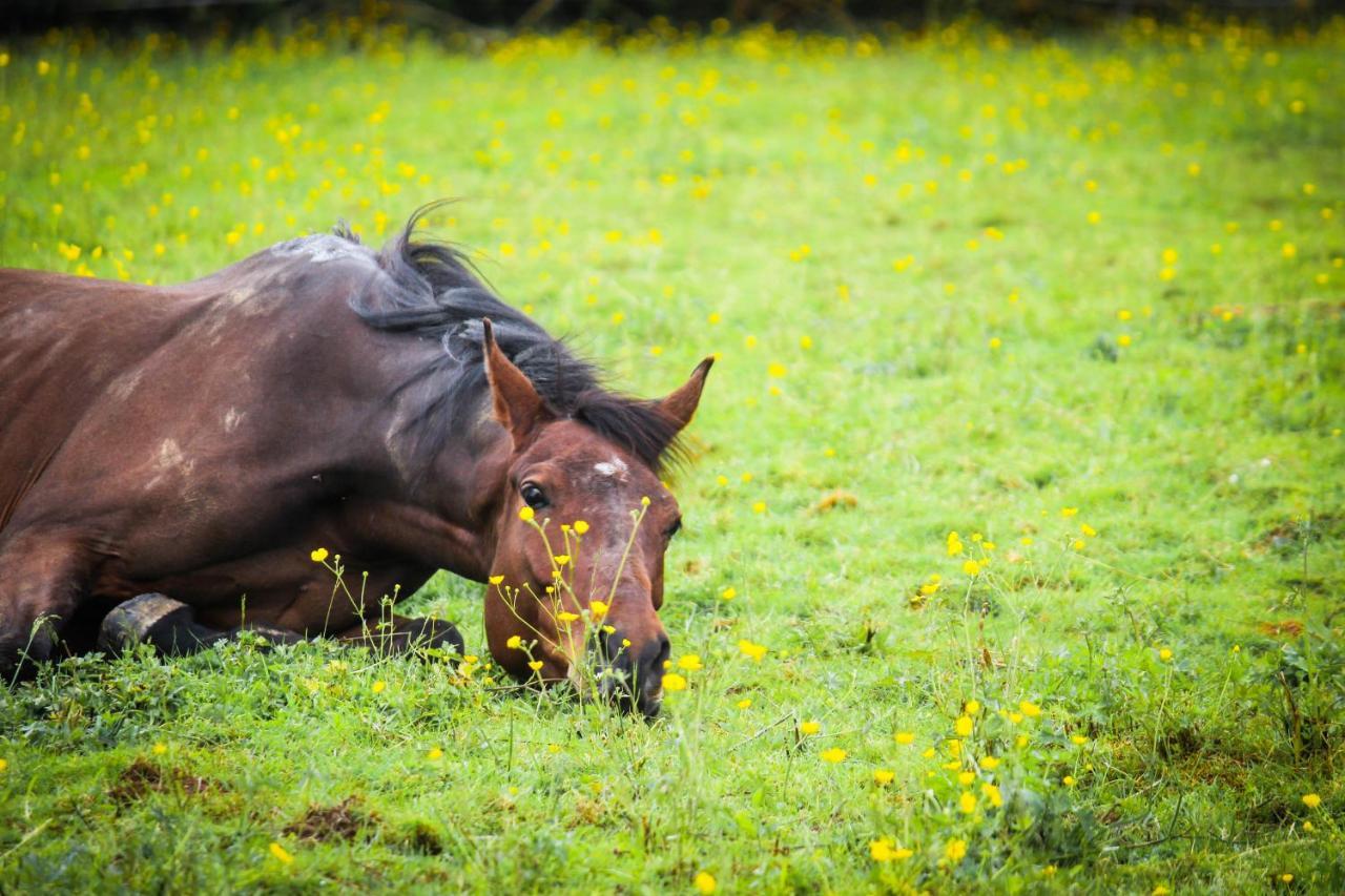 Domaine Des Fees Lägenhet La Gaubretiere Exteriör bild
