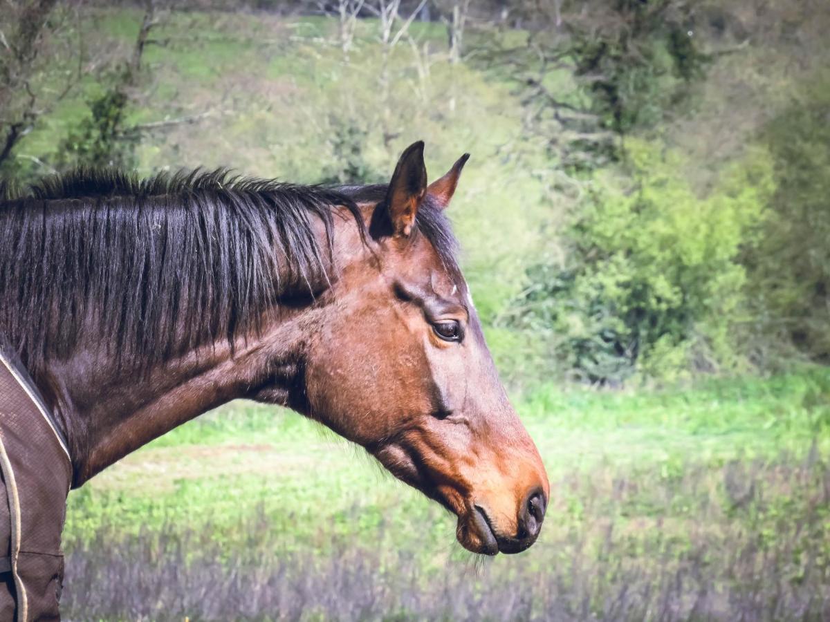 Domaine Des Fees Lägenhet La Gaubretiere Exteriör bild