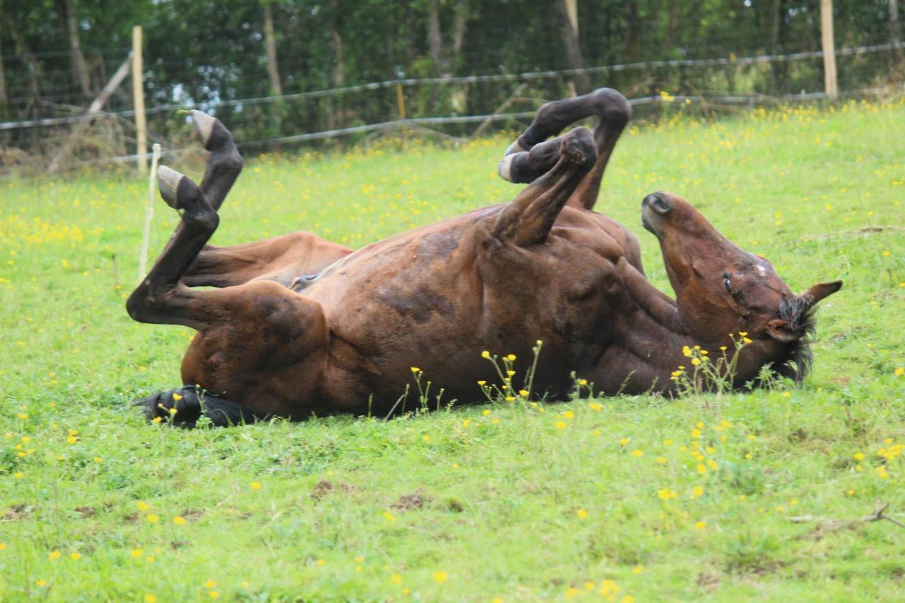 Domaine Des Fees Lägenhet La Gaubretiere Exteriör bild