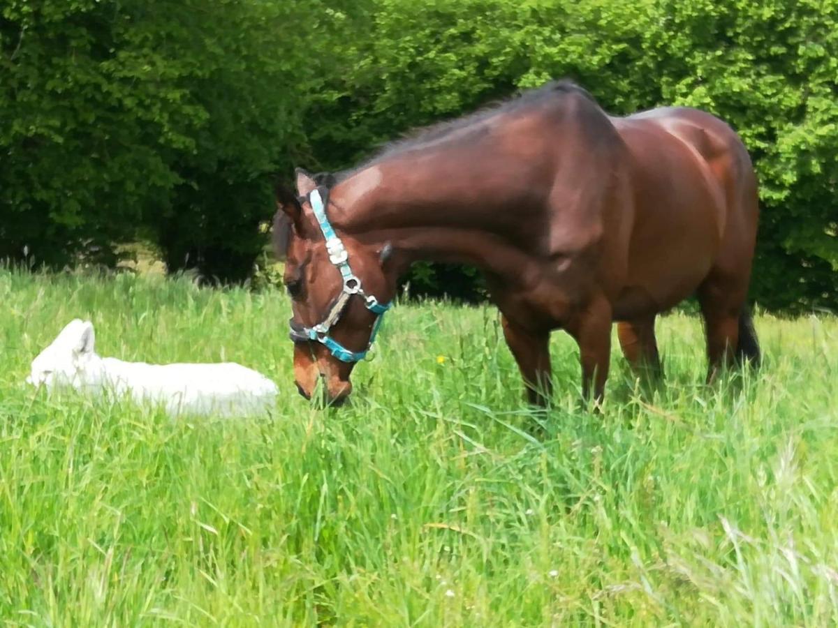 Domaine Des Fees Lägenhet La Gaubretiere Exteriör bild